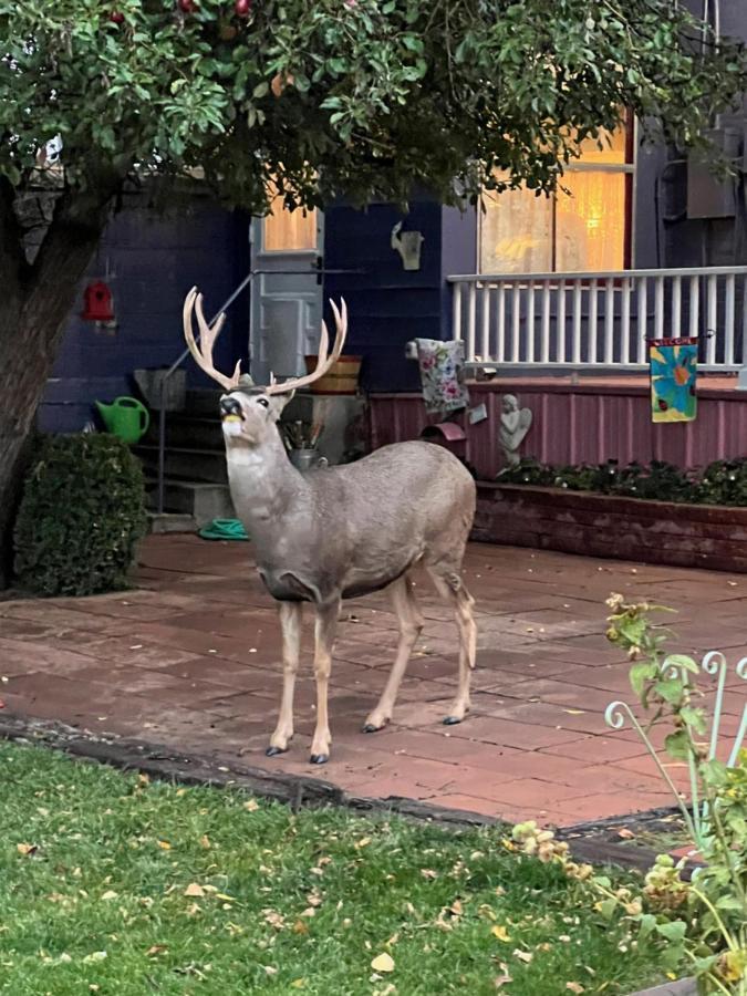Bed & Breakfast Hearts Desire Raton